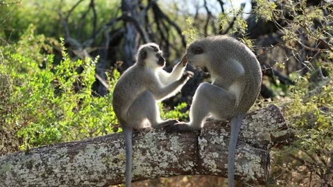 A pair of vervet monkeys grooming in a tree, South Africa 스톡 동영상 243057650