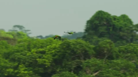 Pair of vibrant green macaws flying together over lush tropical rainforest .. Vídeo Stock 337451581