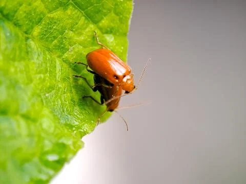 Pair of vibrant orange leaf beetles resting together on the edge of a brigh.. Stock Photos
