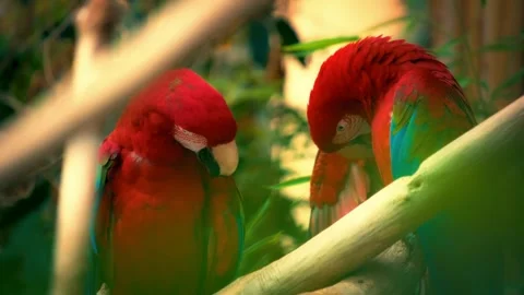 Pair of vibrant red parrots perched on a branch in tropical forest. Stock-Footage 341394713