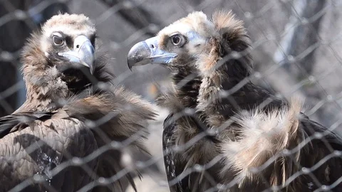 Pair of vultures Stock Footage 89133592