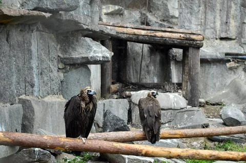 A pair of vultures on a log Stock Photos