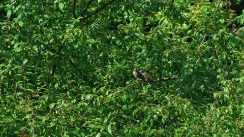 A pair of wagtails Stock Footage 317379063