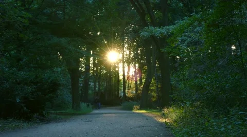 Pair Walking in Garden with Sunlight through trees in evening  time Stock Footage 65616930