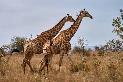 Pair of walking giraffes Stock Photos