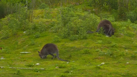 Pair of Wallabies on grassy mound Stock Footage 114217241