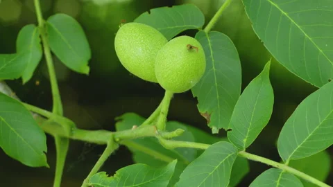 Pair of walnuts on a branch Stock Footage 202177556