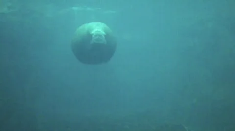 Pair of Walrus swimming towards camera, NY Aquarium Stock Footage
