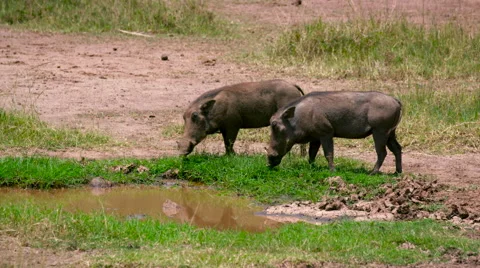 PAIR OF WARTHOGS EATING GRASS NAIROBI KENYA AFRICA Stock Footage 66508667