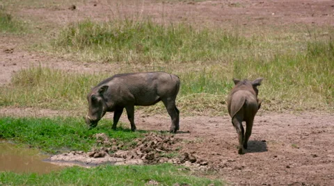 PAIR OF WARTHOGS EATING GRASS NAIROBI KENYA AFRICA Stock-Footage 66509821
