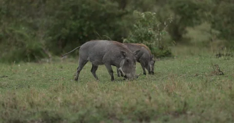 Pair of warthogs grazing Stock Footage 137518794