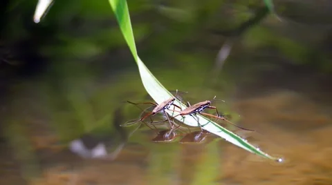 A pair of  water striders sit on a blade of grass on top of the water. Stock Footage 54259267