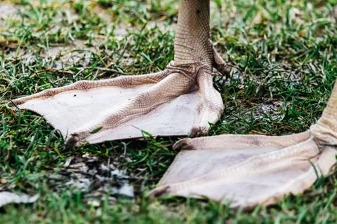 A pair of webbed  legs of a swan Stock Photos