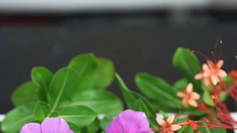 A pair of wedding ring footage Stock Footage 100187958