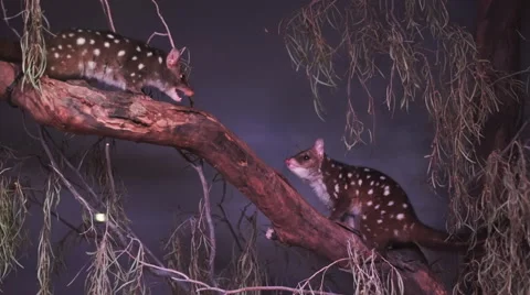 Pair of western quoll Stock Footage 52193812
