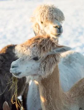 Pair of White  Alpacas Foto stock