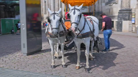 A pair of white and grey horses Stock Footage 327973751