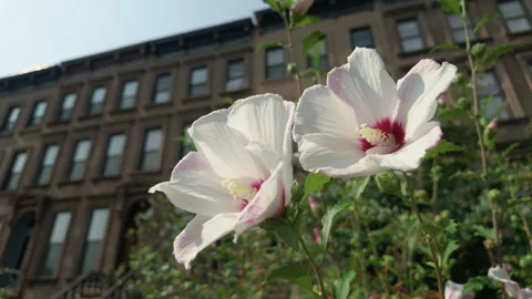 A pair of white and pink flowers in the front garden of a Brooklyn brownstone ho Stock Footage 341895013