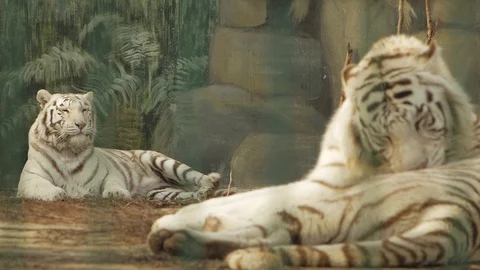 A pair of white bengal tigers. one tiger scratches itself paw, another washes Stock Footage 102548657