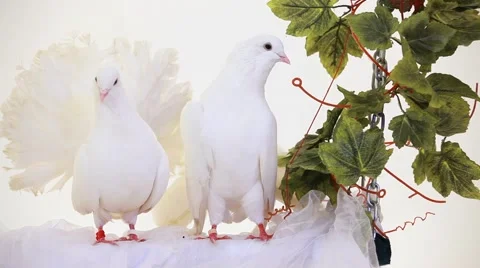 Pair Of White Birds Video stock 52522247