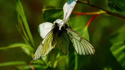 Pair of white butterflies perched on a leaf, wings spread gently Stock Footage 345709461