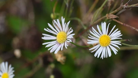 Pair of White chamomile in the nature Stock Footage 96420933