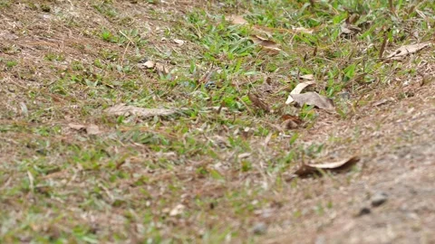 Pair of white-crested laughingthrush birds engaging in display Видео 271476631