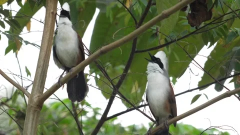 Pair of white-crested laughingthrush perched on leafy branch in natural Stock Footage 271667287