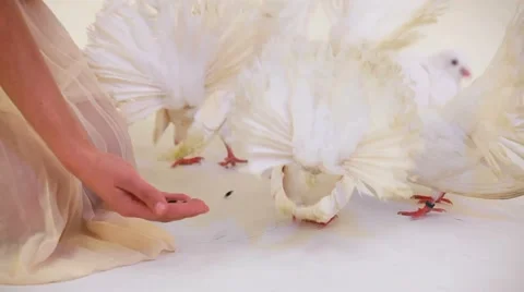 Pair Of White Doves Stock Footage 52436960