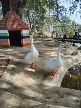 Pair of White Duck Stock Photos