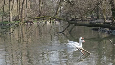 Pair of white ducks swims in the pond in spring Stock Footage 150741405