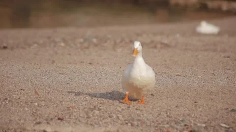 A pair of white ducks walking on the beach 库存影片 52814204