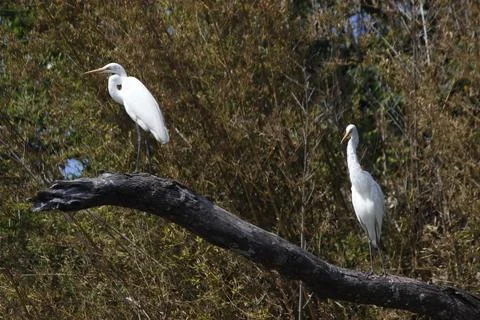 Pair of White Egrets Perched on Tree Branch in the Daintree Rainforest Fotos de archivo