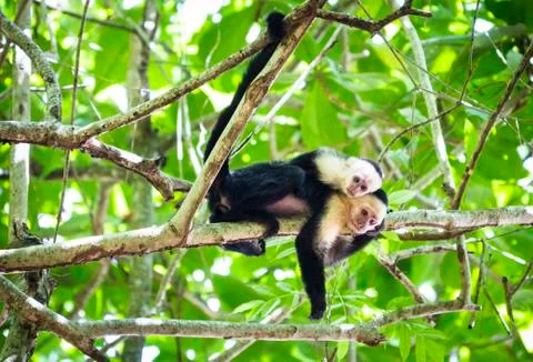 Pair of white-faced capuchin monkeys in Costa Rica Stock Photos