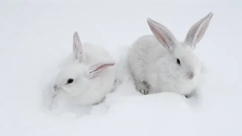 Pair of white fluffy rabbits on white snow in winter. Stock Footage 113699227