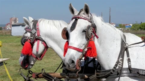 Pair of white horses, close up. Stock Footage 55578828