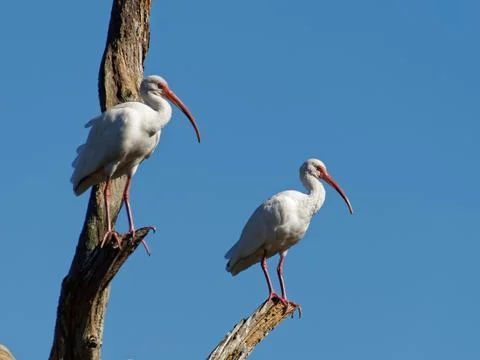 Pair of White Ibis on Dead Tree Stock Photos