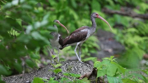 Pair of White Ibis Eudocimus albus Standing in Natural Habitat Stock Footage 325993456