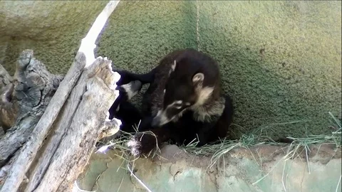 Pair of White-Nosed Coati Playing and Fighting Stock Footage 76010709