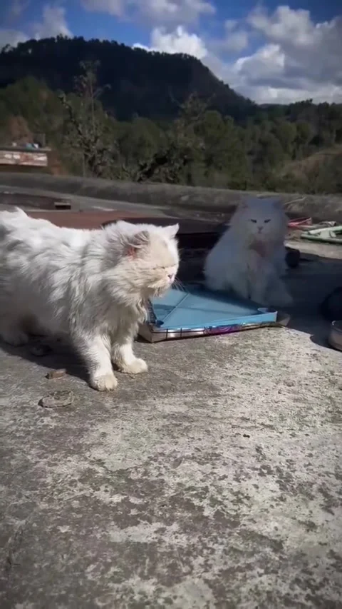 Pair of White Persian Cats on Rooftop with Mountain Background Vídeo Stock 333338210