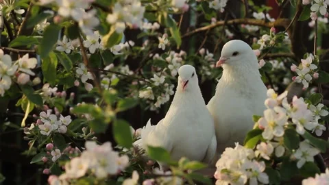 A pair of white pigeons on the branches of a flowering apple tree, Doves rest Stock Footage 166746622