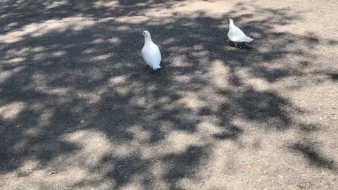 Pair of white pigeons stroll Stock Footage 82688719