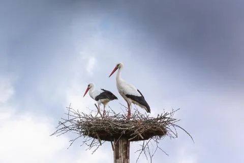 A pair of white stork preparing their nest. on a partly cloudy and sunny day. Stock Photos