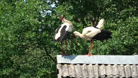 Pair white storks  chattering clattering on  old roof Stock Footage 95981234