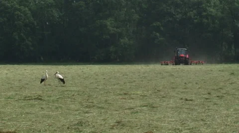 Pair of white storks (ciconia ciconia) in hay field, tractor in background Stock Footage