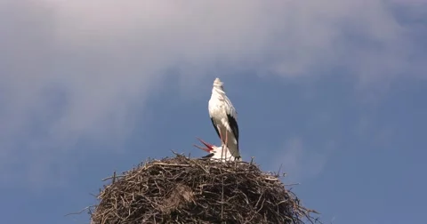 Pair of white storks clattering on nest Stock Footage 68854537