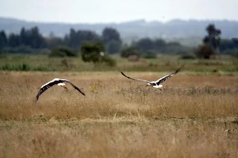 A pair of white storks in flight over a dry field in the wilderness on a sunn Fotos Stock