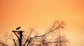 Pair of white storks HD Footage