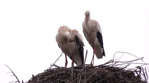 A pair white storks on the lamp post. Video stock 290066762