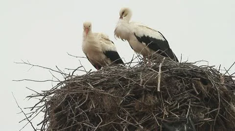 Pair of white storks to nest Stock Footage 22428690